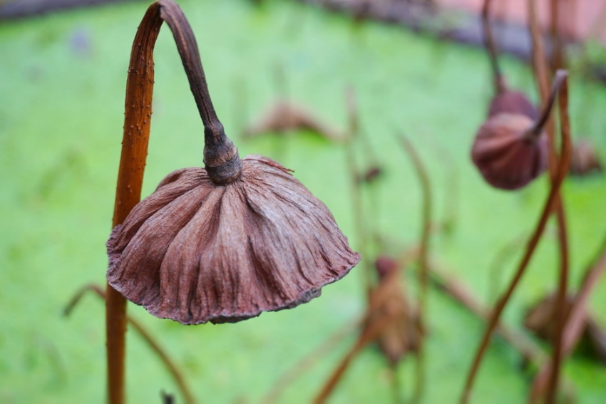 Suy nghiệm lời Phật: Khéo nghĩ