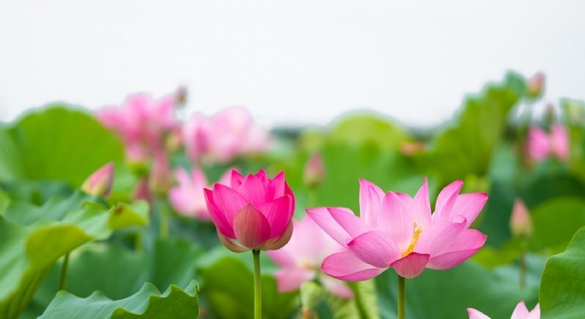 Tại Sao Thiền sư Thường Chiếu Dám 'Cãi' Về Tổ Bồ Đề Đạt Ma?