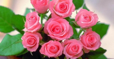 Bông Hồng Tháng Bảy