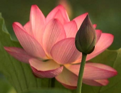 Hoa sen trong người